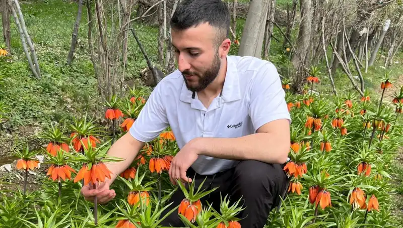 Ağlayan Gelin Nedir? 20 Günlük Ömrü ve Kolayca Koparılmama Sebebi