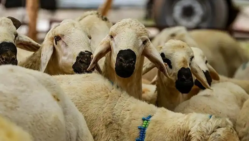 2025 Kurban Bayramı: Kurban Kesmenin Dini Hükümleri ve Genel Bilgiler