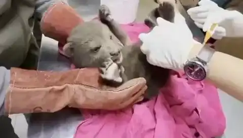 Karabük'te Şaşırtan Keşif: Yavru Bozayı Ormanda Kendini Gösterdi!