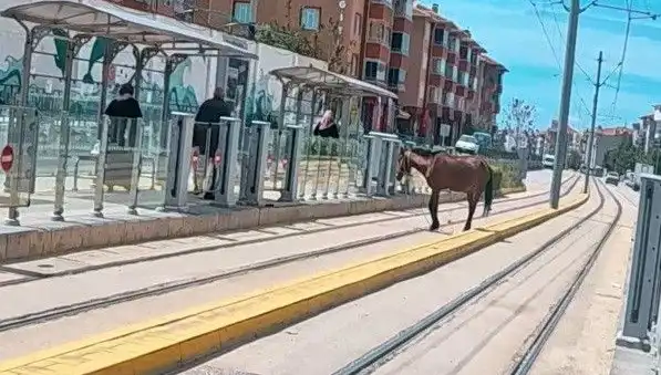 Eskişehir Tramvay Raylarında Başlı Başına Bir At ile Geçen Günler