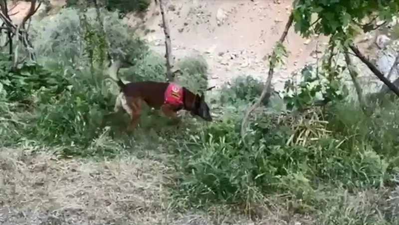 Dere Kenarında Gizlenmiş Esrarın Peşinde: Dedektör Köpeğin Başarısı