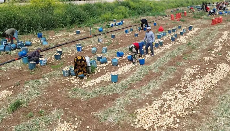 Soğan Hasadı Başladı: Fiyatlar Düşüşte, Tüketiciler Yüzde Gülüyor!