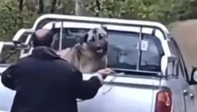 Trabzon'da Şok Eden Olay: Köpeği Halatla Döven Adam Yakalandı