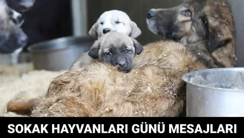 Dünya Sokak Hayvanları Günü Ne Zaman? Sevgimizi Gösterme Zamanı!