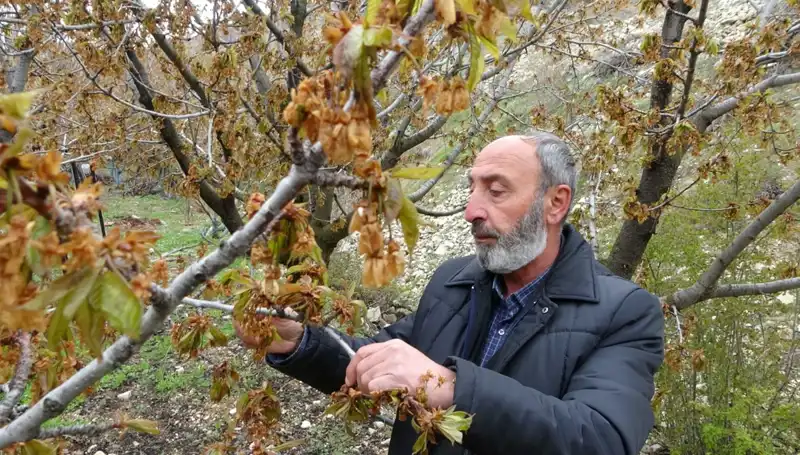Zirai Don Krizi: Albastı Kirazı Üreticilerini Zor Durumda Bıraktı